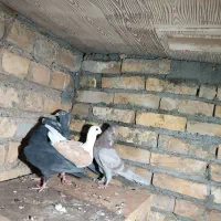 دورگ پلاکی و پرشی|پرنده|ابریشم, |دیوار