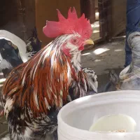 خروس گیلین لری