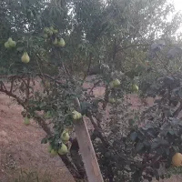 اجرای هرس و فرم دهی اصولی درختان مثمر