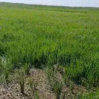 علف زنی|خدمات باغبانی و درختکاری|شوشتر, |دیوار