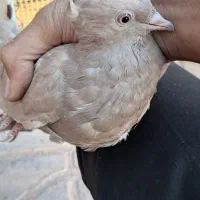 کفتر زرد دم سفید|پرنده|تربت جام, جامی|دیوار