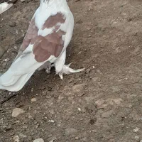 کبوتر