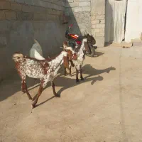 بز دورگه پاکستانی تمیز تکه خورده|حیوانات مزرعه|گنبد کاووس, |دیوار