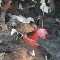 انواع جوجه مرغ بومی سیاه|حیوانات مزرعه|نجف‌آباد, باغ ملی|دیوار