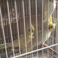 طوطی عروس لوتینو ماده بالغ