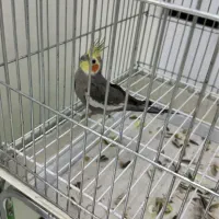 عروس با قفس