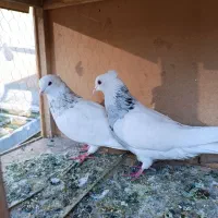 کفتر طوقی|پرنده|تهران, شیخ هادی|دیوار