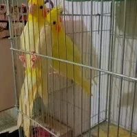 عروس هلندی|پرنده|قم, نیروگاه|دیوار