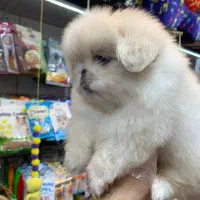 پکنیز اشرافی|سگ|رشت, لاکانی|دیوار