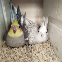 عروس جفت|پرنده|گلبهار, شهر جدید گلبهار|دیوار