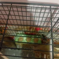 طوطی برزیلی رنگ خواص|پرنده|سمنان, |دیوار