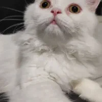 گربه نر پرشین هفت ماهه|گربه|تبریز, |دیوار