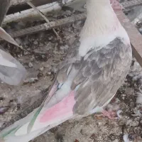 11تا کبوتر هواگرفته یجایی فروشی|پرنده|شاهرود, |دیوار