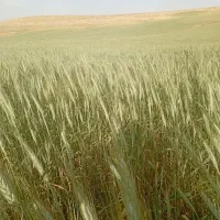 گندم بوجاری