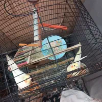 عروس هلندی در هویزه|پرنده|سوسنگرد, |دیوار