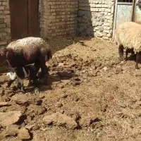 میش بره دار و زااییده .بز|حیوانات مزرعه|بردسکن, |دیوار