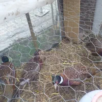 مر غ وخروس|حیوانات مزرعه|پرند, فاز ۲|دیوار