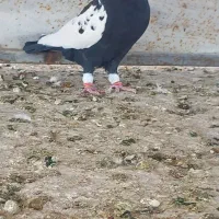 کبوتر بهبانی