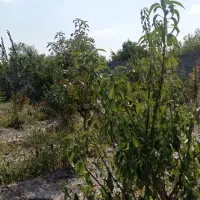 تهاتر باغچه بانهال  بااپارتمان وخودرو