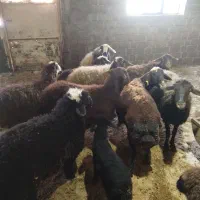 گوسفند بره دار فروشی