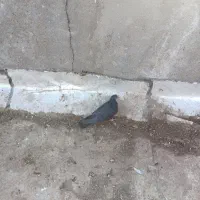 طوقی. زاغ|پرنده|حمیدیا, |دیوار