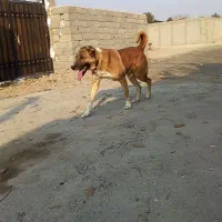 واگذاری سگ گله و نگهبان.مرغ خروس بوقلمون|سگ|تنکمان, |دیوار