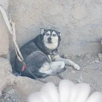 سگ هاسکی|سگ|نجف‌آباد, رحمت آباد|دیوار