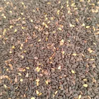 کنجد درجه یک