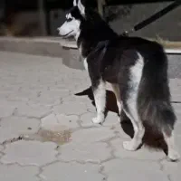 اهواز ویس باوی|سگ|اهواز, زرگان|دیوار