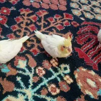 جوجه عروس هلندی سرلاکی|پرنده|گالیکش, |دیوار