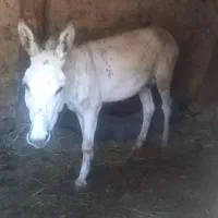 الاغ