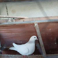 فروش ۷ عدد کبوتر