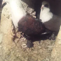 یه جفت کربلایی|پرنده|صادق آباد, |دیوار