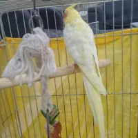 عروس هلندی لوتینو. نر.سخنگو|پرنده|شهریار, شهریار|دیوار