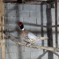 واگذاری مرغ و خروس آمریکایی