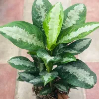 گل طبیعی|گل و گیاه طبیعی|نیشابور, گنبد سبز|دیوار