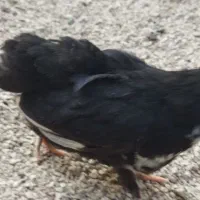 تعدادی جوجه محلی اصلی.کوشین .پاپری.ریشی .گلین