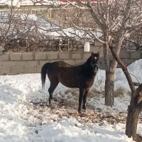 اخته باری|اسب و تجهیزات اسب‌سواری|سیلوانه, |دیوار