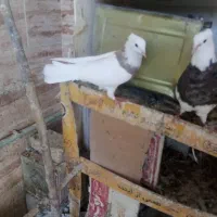 دهاقان ،کبوتر طوقی|پرنده|دهاقان, |دیوار