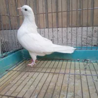 کفتر ماده شمرونی اصیل پرش سنگین