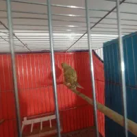 سلام قناری نروماده سالم سالم|پرنده|همدان, |دیوار