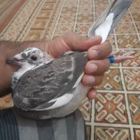 جوجه گرفتنی