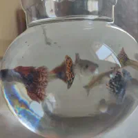 اکواریوم با ماهی|ماهی|شیراز, شهرک دارایی|دیوار