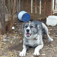 سگ چوپانی افغان ۱ساله