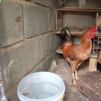 خروس فروشی|پرنده|میناب, |دیوار