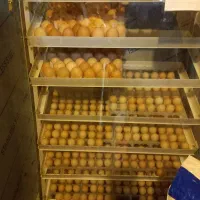 هچ تخم نطفه دار.  و. دستگاه جوجه کشی