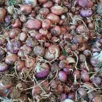 پیاز محلی|خوردنی و آشامیدنی|سربیشه, |دیوار