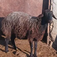 کارگر دامداری