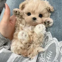 پودل کراس|سگ|تهران, پونک|دیوار