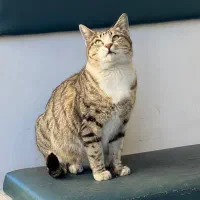 گربه